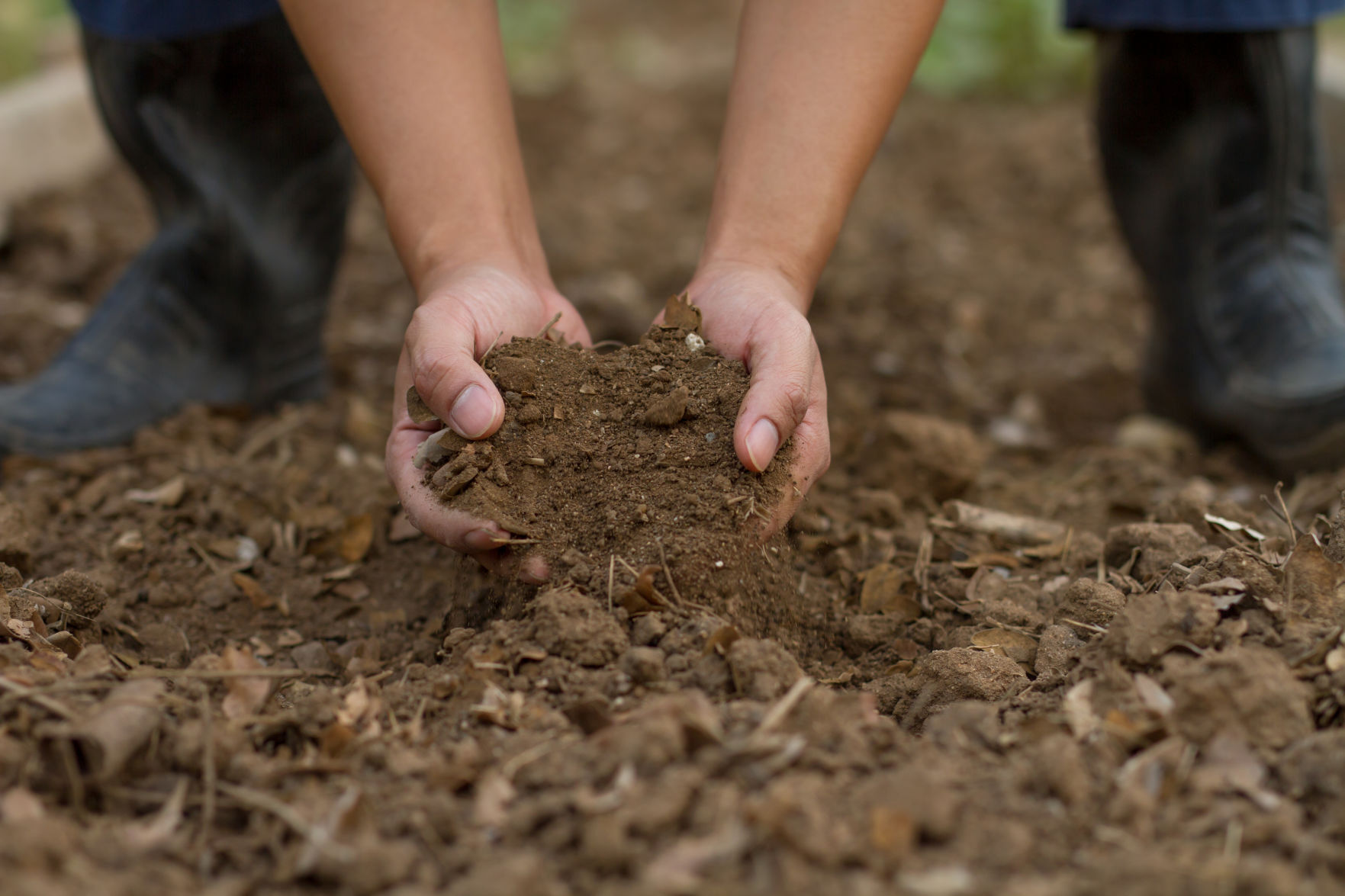 Master Gardeners of Napa County: Healing the Earth, one yard at a time